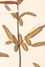 Image result for Pellaea angulosa