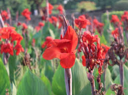 Check spelling or type a new query. 56 Most Stunning Red Flowers You Should Know Florgeous
