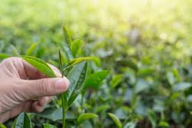 Kebun Teh Lawang Jadi Ikon Agrowisata Jawa Timur