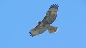 Immature red shouldered hawk in flight. Young Red Tailed Hawk In Flight Youtube