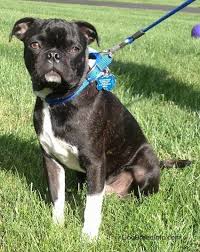 Find the right dog and live happy today. The Bug Dog Online
