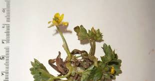 Image result for Ranunculus oreophytus