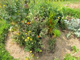 If you want a nice fruit tree guild, first pick yourself out a fruit tree. Guilds For The Small Scale Home Garden The Permaculture Research Institute