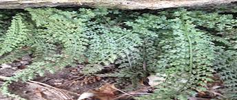 Image result for Cheilanthes schimperi