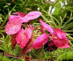 Image result for Nymphaea lotus