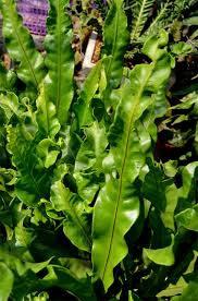 Image result for Microsorum punctatum