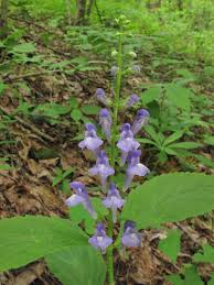 Image result for Scutellaria schweinfurthii
