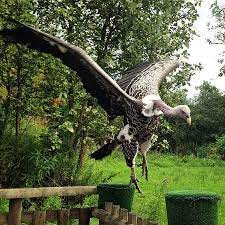 While the wandering albatross may not be the largest bird on this list by weight, it is known for. Gandalf The Vulture Their Largest Flying Bird Bild Von World Of Wings Birds Of Prey Centre Cumbernauld Tripadvisor