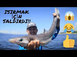 Marmara Da Kopek Baligi Panigi 2019 Youtube