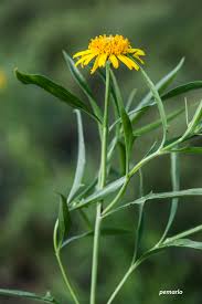 Image result for Pascalia glauca