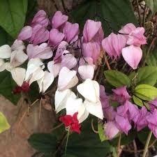 Image result for Clerodendrum