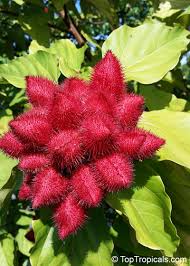 Image result for Bixa orellana