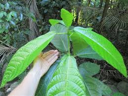 Image result for Ficus bubu
