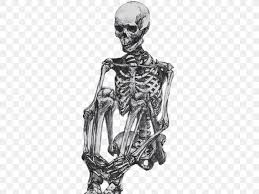 Landmarks on the body are areas where the bone is at the surface. Human Skeleton Drawing Human Body Sketch Png 431x615px Human Skeleton Anatomy Arm Art Artist Download Free