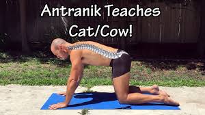 Yoga pose printable wall art cat cow pose cat pose — marjaryasana the posture gets its name from the sanskrit words marjari, meaning cat, and asana, meaning pose. Cat Cow Part 1 How To Do Cat Cow In Two Different Ways With Antranik Youtube