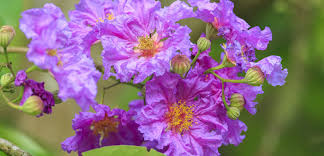 Vitex flowering shrubs produce large clusters of. Summer Flowering Shrubs Tlc Garden Centers