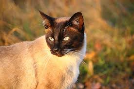 Siamese cats come from the ancient kingdom of siam (currently thailand), where it's said that this breed could only be owned by royalty. Kitten Siamese Cat Mieze Cat Siam Breed Cat Siamese Domestic Cat Feline Pets Pxfuel