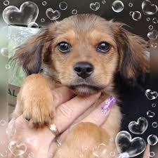 Danielle Risner's Instagram, Twitter & Facebook