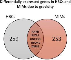 Image result for Gravidity