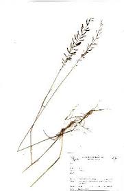 Image result for Urochloa arrecta