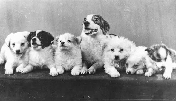 Training, puppies and care. How Belka and Strelka lived before and after  the flight / News / Moscow City Web Site