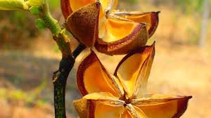 Image result for Burttia prunoides