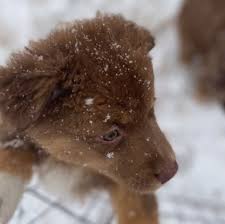 Maine Australian Shepherds Aussie Breeders New England Colorado 970 901 5105 Welcome