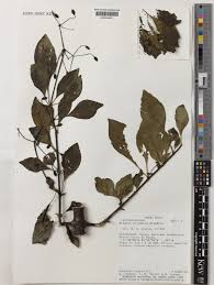 Pisonia silvatica Standl.