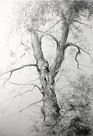 Pentekening Boom Door Araceli Requena Landscape Drawings Tree Drawing Tree Sketches