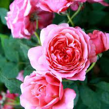 Rosier 'mozart' et rosier 'ballerina' 'mozart' et 'ballerina', deux rosiers moschata qui se ressemblent très fort, 'ballerina' étant rose clair, 'mozart' plutôt rose vif à rouge carminé. Top 27 Des Plus Beaux Rosiers Du Monde Mon Jardin Ma Maison