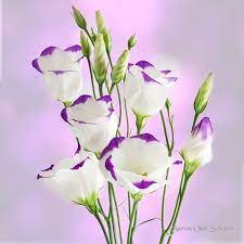 Please Do Not Use My Images On Websites Blogs Or Other Media Without My Permission Copyright By Marion Olde Beautiful Flowers Unusual Flowers Purple Flowers