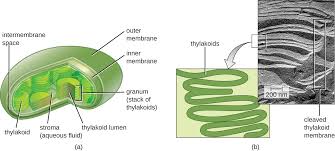 Check spelling or type a new query. Photosynthesis Microbiology