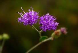 Image result for Gutenbergia