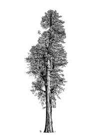 Then i use those messy coloured lines as guidelines and draw my clean lineart in pencil (h mechanical pencil, 0.5 size) on top of them, sometimes deviating more, sometimes less. Pencil Drawing By Dr Robert Van Pelt Of Illuvatar The Tree Whose Crown May Be The Most Complex On Earth Tree Drawing Pencil Drawings Tree Illustration