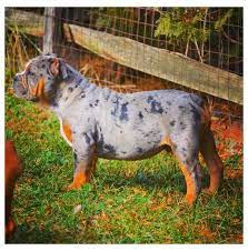 American Bully Pocket Merle Americanbullypocketmerle Tri Color Merle American Bully Bully Breeds Dogs American Bully Bully Dog