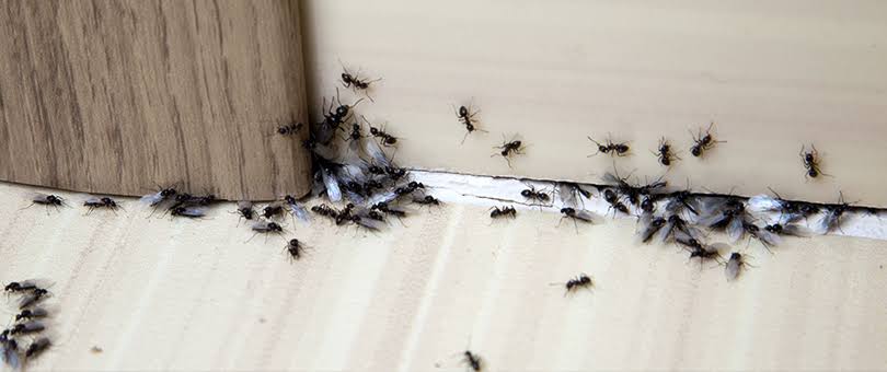 Dedetização de Formigas I Desentupidora Pernambucana