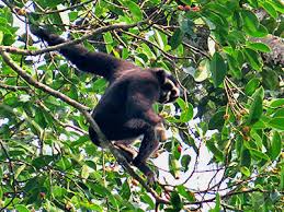 Image result for Hylebates cordatus