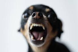 We did not find results for: Por Que Cachorros De Racas Menores Sao Mais Bravos Super