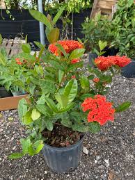 Image result for Ixora laurentii