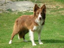 Chiens de berger et chiens de bouviers (sauf chiens de bouvier suisses). Races De Chiens De Troupeau Elevage Des Tourelles Chevres Alpines