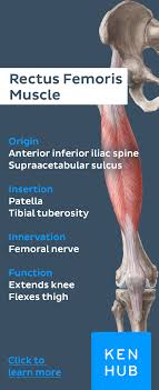 Quadriceps Femoris Muscle Anatomi Ve Fizyoloji Masaj Terapisi Ve Anatomi