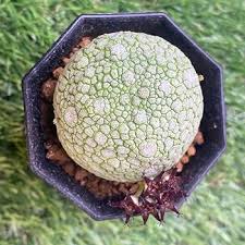 Image result for Monadenium pseudoracemosum