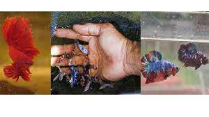 Home » ikan mas » 8 penyebab ikan mas mati mendadak di kolam dan cara mengatasi. Ikan Cupang Tiba Tiba Mati Mendadak Bisa Jadi Penyebabnya Gara Gara Beberapa Hal Ini Tribun Pekanbaru