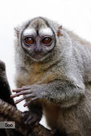 Bird That Sounds Like A Monkey At Night Portrait Of A Female Three Striped Night Monkey Cute Animals Animals Friends Pet Birds