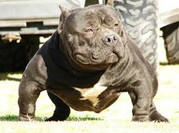  110 Pocket Bullies Ideas Pocket Bully Bully Dog Bully Breeds