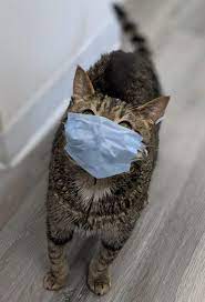 Coughing Versus Vomiting Why Does My Cat Do That Just Cats Clinic