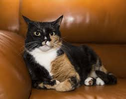 Black And Orange Tortoiseshell Kitten The Difference Between Calico And Tortoise Cats With Images Tortoise Cat Cats Calico