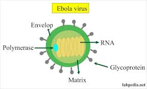 The virus is considered to be extremely dangerous. Marburg Virus Labpedia Net