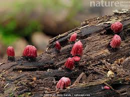 Image result for Stemonitis fusca