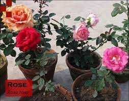 Medicinally, it is an important nervine used for depression and anxiety. Binomial Nomenclature Or Scientific Name Of Rose